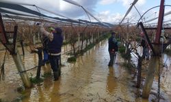 Göle dönen bağlarda budama mücadelesi