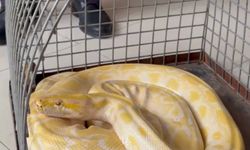 Gösteride kullanılan nesli tehlike altındaki piton koruma altına alındı