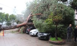 Dev çam ağacı park halindeki araçların üzerine devrildi