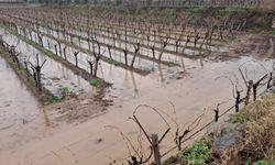 Sarıgöl'de bereketli yağmurlar yüzleri güldürdü