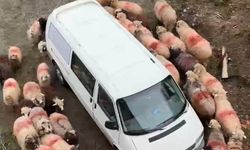 Koyun sürüsü park halindeki aracın etrafında halka oluşturup döndü