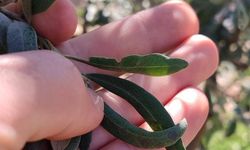 Salihli’de zeytin üreticilerine halkalı leke uyarısı