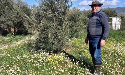 Sarıgöl'de şubat ayında yalancı bahar yaşanıyor