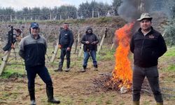 Üzüm bağlarında zorlu budak mesaisi