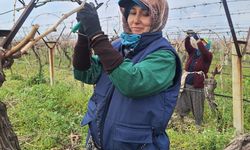Sarıgöl Ovası’ndaki bağlarda hummalı çalışma