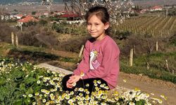 Sarıgöl’de bademler çiçek açtı papatyalar tarlaları süsledi