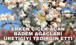 Erken çiçek açan badem ağaçları üreticiyi tedirgin etti