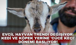 Evcil hayvan trendi değişiyor: Kedi ve köpek yerine 'cüce keçi' dönemi başlıyor!