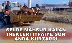 Selde mahsur kalan inekleri itfaiye son anda kurtardı