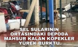 Sel sularının ortasındaki depoda mahsur kalan köpekler yürek burktu