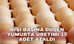 Kişi başına düşen yumurta üretimi 15 adet azaldı