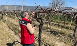 Bağlarda hastalık ve zararlı kontrolü yapılıyor