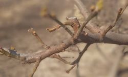 Manisa’da meyve ağaçlarına ateş yanıklığı uyarısı