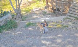 Sahipsiz köpeğin saldırısına uğrayan 7 yaşındaki çocuk hastanelik oldu