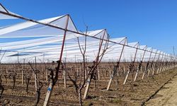Sarıgöl'de üzüm bağları doluya karşı fileyle korunuyor