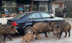Yaban domuzları gündüz vakti sokaklarda yiyecek aradı