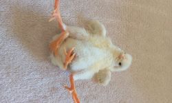 Dört ayaklı civciv görenleri hayrete düşürdü