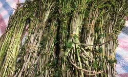 Sarıgöl'de yaban otları paraya dönüştü