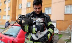 İtfaiye hamile kediyi alevlerin arasından sağ salim çıkardı