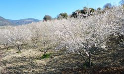 Çiçek açan badem ağaçları çiçek bahçesine benzedi