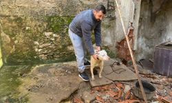 Kapalı inşaat çukuruna düşen köpeği itfaiye kurtardı