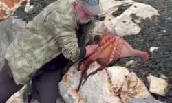 Görenler gözlerine inanamadı: Kayalıktaki dev ahtapotu elleriyle avladı