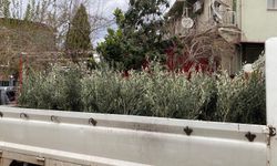 Sarıgöl’de Trilye zeytin fidanına yoğun ilgi