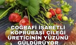 Coğrafi işaretli Köprübaşı Çileği üreticinin yüzünü güldürüyor