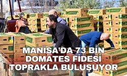 Manisa'da 73 bin domates fidesi toprakla buluşuyor
