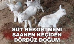 Süt rekortmeni Saanen keçiden dördüz doğum