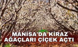Yılın  ilk kirazını pazara çıkaran Manisa'da kiraz ağaçları çiçek açtı