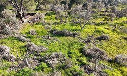 Bir gecede yüzlerce incir ve zeytin ağacını kesip ortadan kayboldular