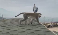 Firari maymun şehir turuna çıktı