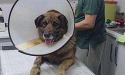 Havladığı için 4 kurşunla vurulan köpek hayata tutundu; Adını "Kurşun" koydular