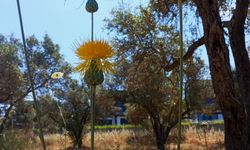 Doğaseverlerden Tülüşah için "acil koruma" çağrısı