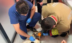 Boynuna zincir sıkışan köpeğin imdadına itfaiye yetişti