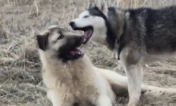 Rus güzele gönlünü kaptıran kangala kadınlardan tepki: "Bizim erkeklerimiz böyledir"