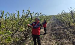 Salihli’de meyve üreticilerine 'Çil ve filiz güvesi' uyarısı