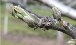 Salihli’de ceviz üreticilerine antraknoz uyarısı