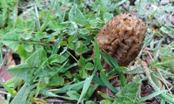 Manisa'da kuzugöbeği tutkusu engel tanımıyor