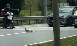 Ördeklerin güvenli geçişi için trafik durduruldu