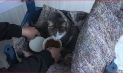 Su kanalında doğum yapan kedi ve 3 yavrusunun yeni yuvası depremzede ailenin konteyneri oldu