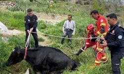 Mahsur kalan inek itfaiye ekipleri tarafından kurtarıldı