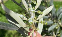 Sarıgöl’de zeytin üreticileri pamuklu bit zararlısına karşı uyarıldı