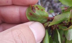 Salihli’de üreticiye kritik uyarı! Meyve ağaçlarında hastalık alarmı