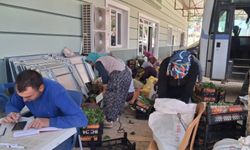 Sarıgöl’de taze bağ yaprağı mesaisi başladı