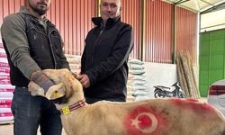 Sarıgöl’de kurbanlık pazarı hareketlendi