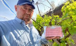 Sarıgöl Ovası'nda üzüm bağlarında "Fenomen Tel" seferberliği