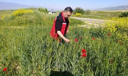 Sarıgöl'de huhubatta verim için ekipler sahada