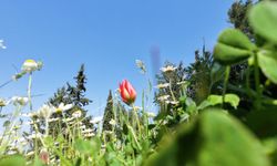 Ömrü 10 gün, koparmanın cezası araba parası